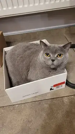 Kot
